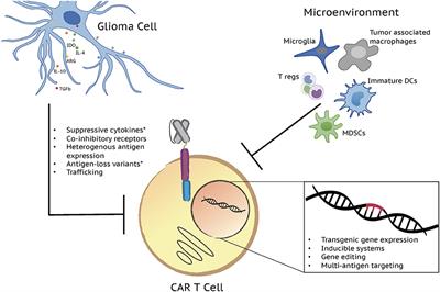 Next Generation CAR T Cells for the Immunotherapy of High-Grade Glioma